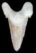 Auriculatus Shark Tooth - Dakhla, Morocco (Restored) #58426-1
